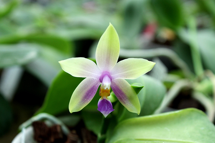 Phalaenopsis LDs Bear Queen x violacea blue 'Big'.jpg