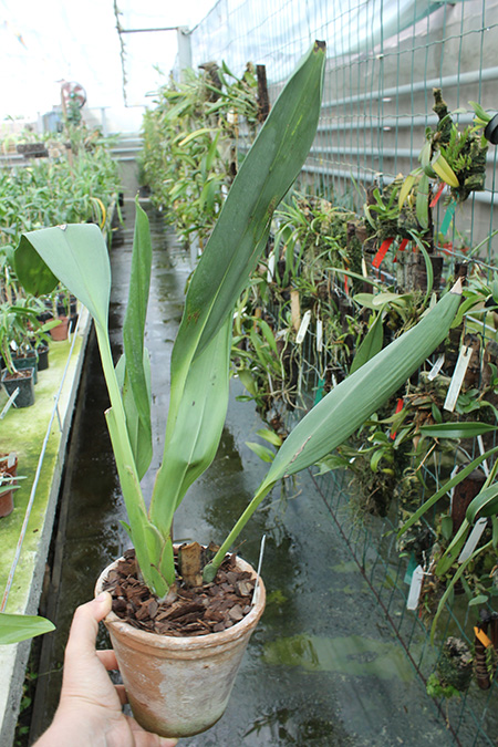 Maxillaria platypetala.JPG