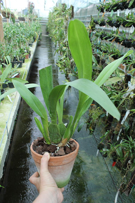 Odontioda Atahualpa.jpg