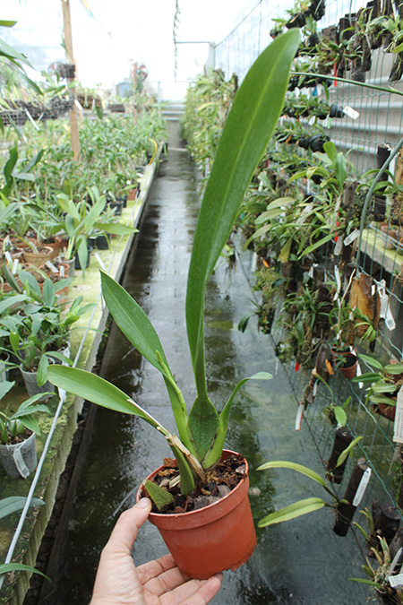 Beallara Smile Eri.jpg