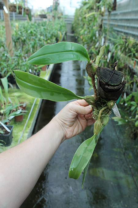 Bulbophyllum coweniorum.jpg
