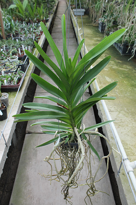 Ascocenda Princess Mikasa Blue.jpg