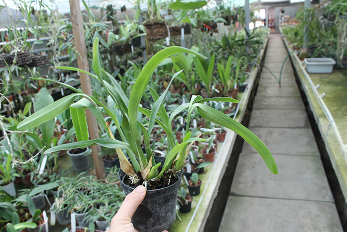 Epidendrum brassavolae.jpg