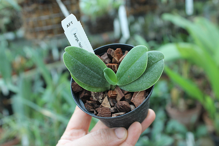 Aerangis fastuosa.jpg