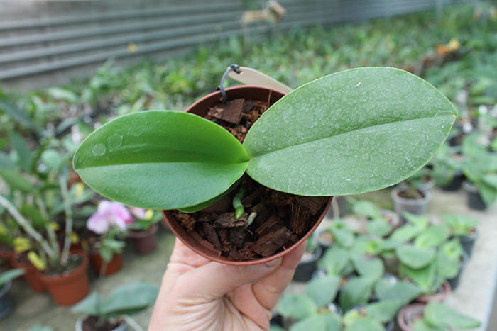 Phalaenopsis (Ching Her Buddha x Mituo Sun) x Chingrue’y Beauty.jpg