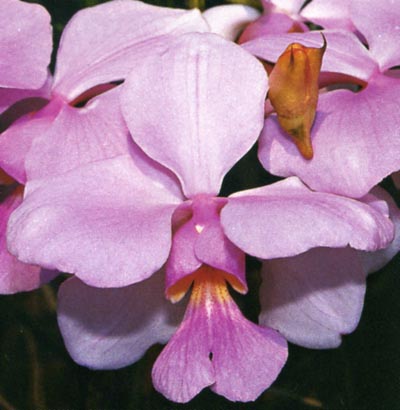 Vanda teres.jpg