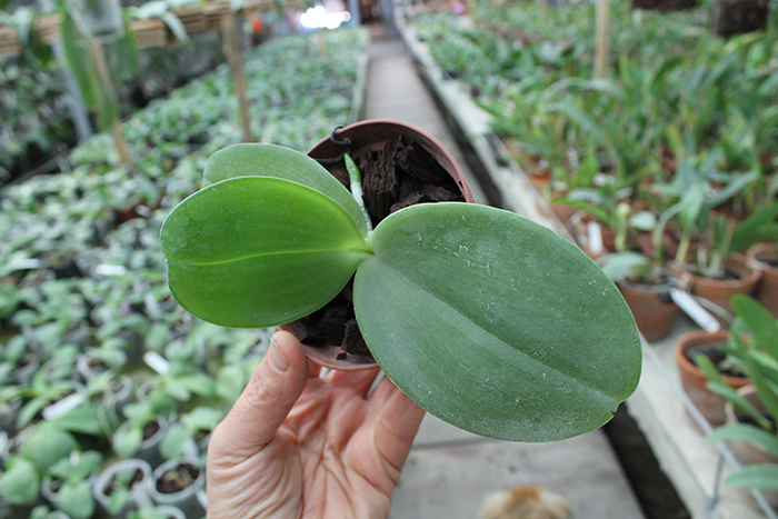 Phalaenopsis Zheng Min Tyrannosaurus x gigantea.jpg