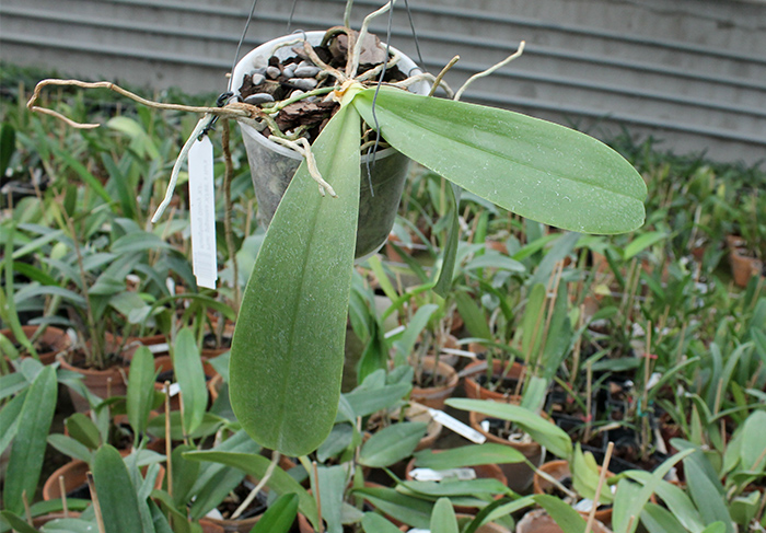 Phalaenopsis Joey (gigantea x lueddemanniana).jpg