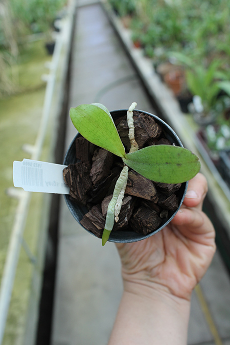 Aerangis kotschyana.jpg