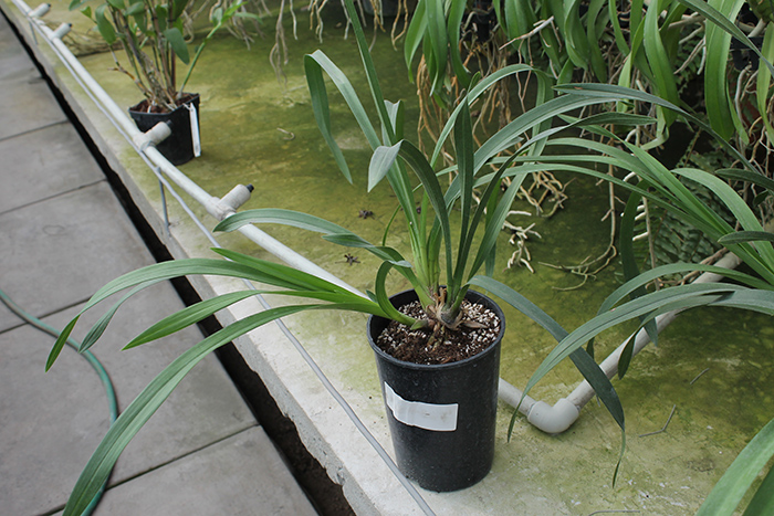 Cymbidium Kiwi Midnight.jpg