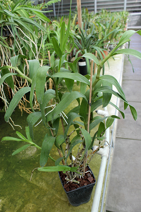 Dendrobium nobile var nobilius.jpg