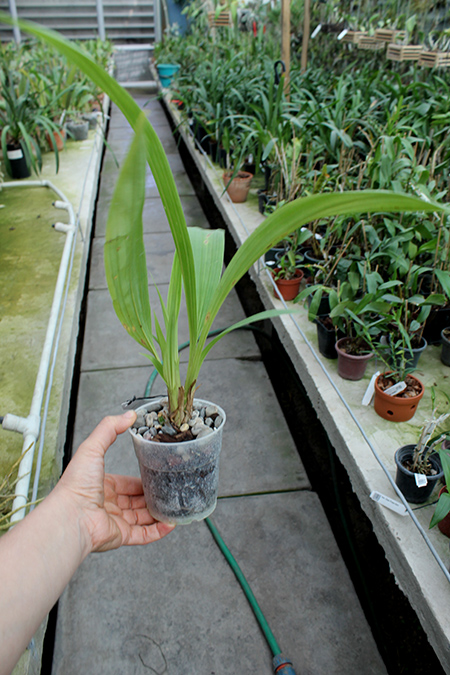 Houllinia (Houlletia odoratissima x Paphinia neudeckeri).jpg