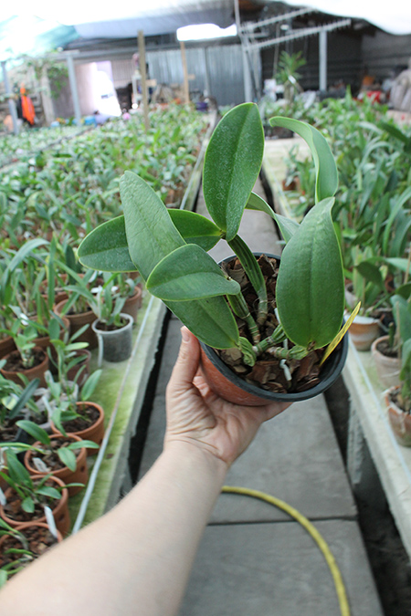 Cattleya Sea Breeze 'Blue Ribbon'.jpg