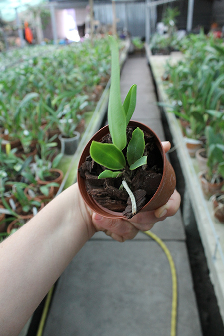 Cattleya dowiana aurea.jpg