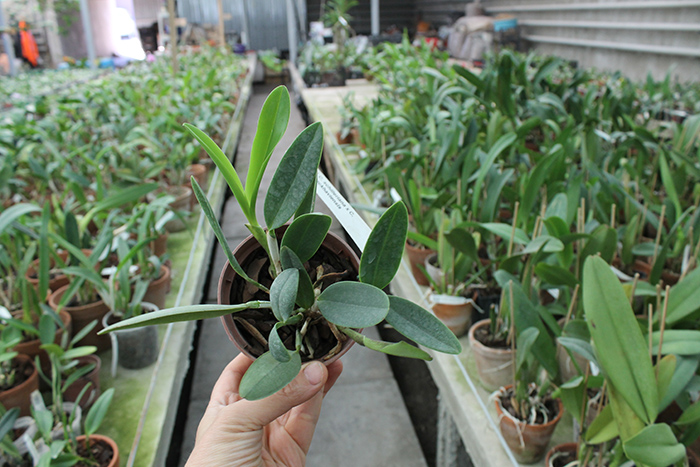 Cattleya schilleriana x Cattleya Peckhaviensis.jpg