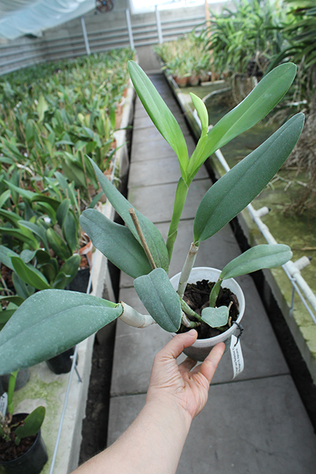 Brassocattleya Angel Lace 'Perfection' (Cattleya Little Angel x Brassavola digbyana).jpg