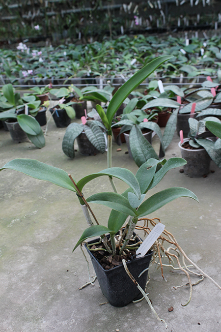 Cattlianthe Sagarik Wax 'Dark Africa' (Cattleya Summerland Girl x Cattlianthe Chocolate Drop).jpg
