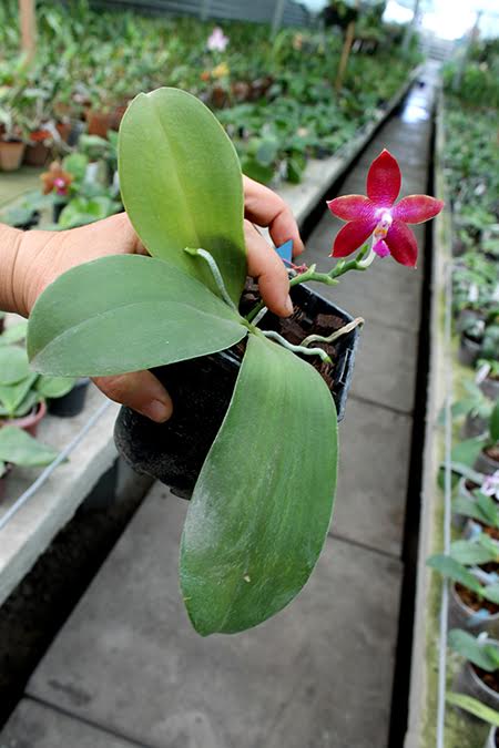 Phalaenopsis tetraspis 'C#1' x Dragon Tree Eagle.jpg