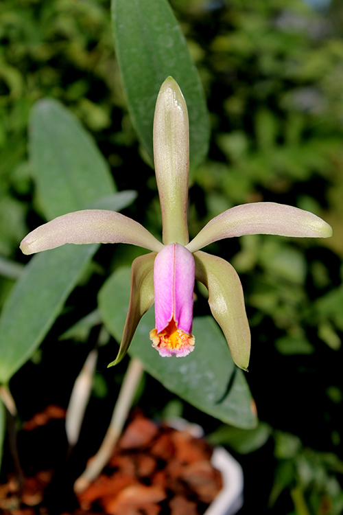 Cattleya forbesii ('Ching Hua' x 'Hsinying').jpg