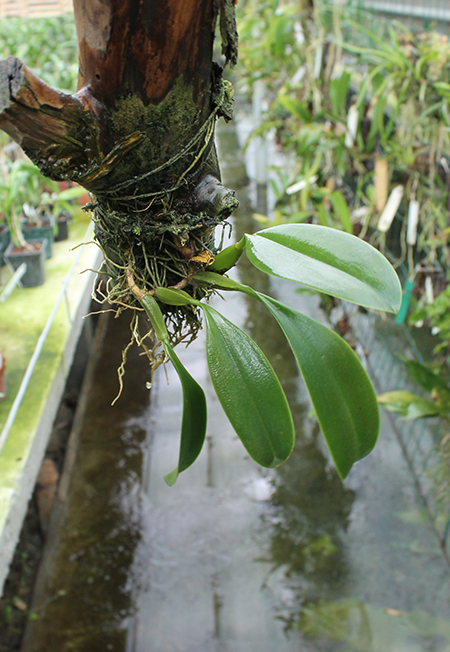 Bulbophyllum Hsinying Grand-arfa.jpg
