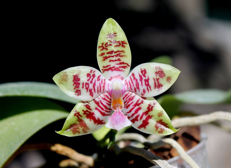 Phalaenopsis Chienlung Mosaics (Yaphon Sir x hieroglyphica).jpg