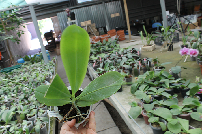 Phalaenopsis speciosa.jpg