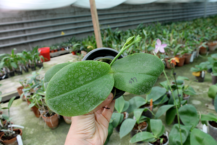Phalaenopsis Lyndon Reflex x LD's Bear King.jpg