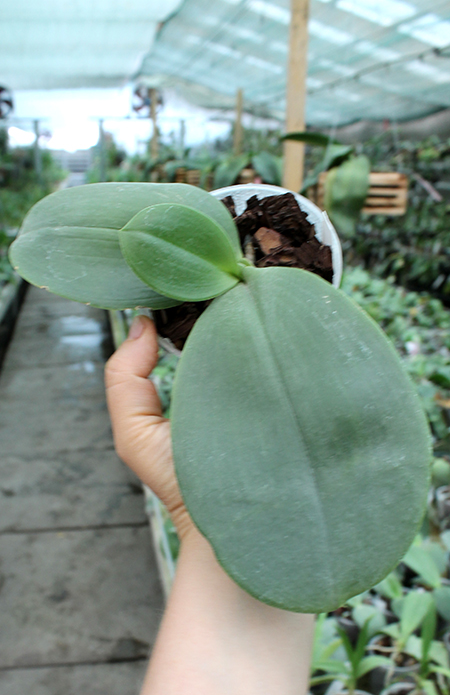 Phalaenopsis gigantea x Chang Yi 'Green Giant'.jpg
