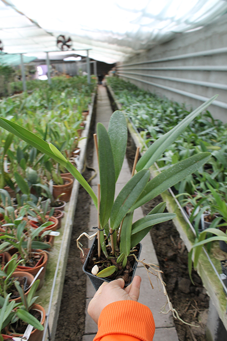 Cattleya mossiae alba 'Irene' x Cattleya mossiae alba 'Orosco'.jpg
