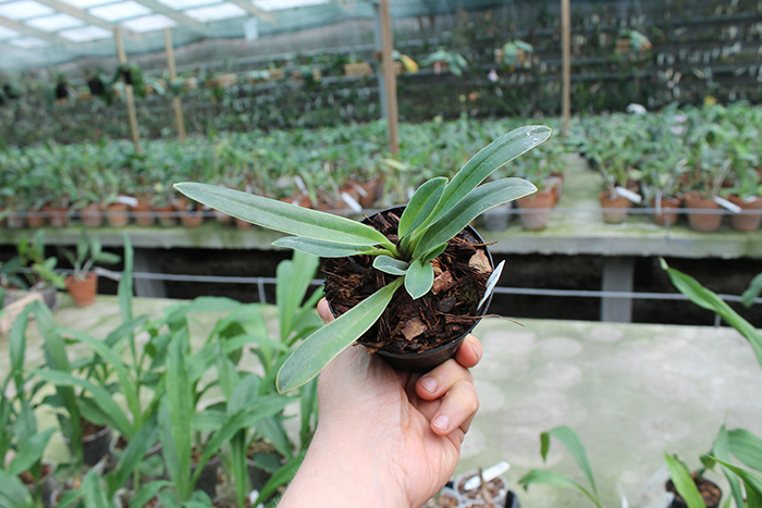 Paphiopedilum helenae x helenae 'Bear'.jpg