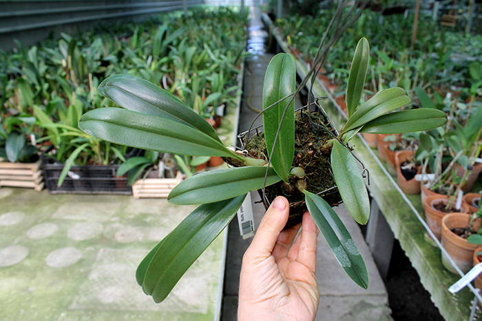 Bulbophyllum papulosum.jpg