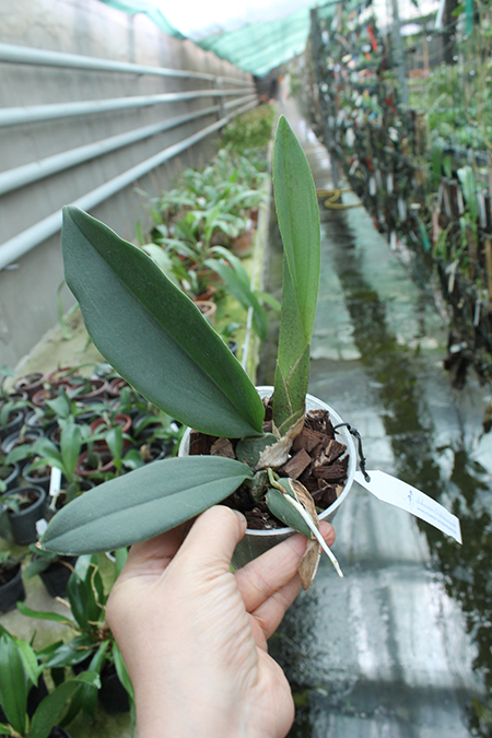 Psychopsis Mariposa Three Lip.jpg