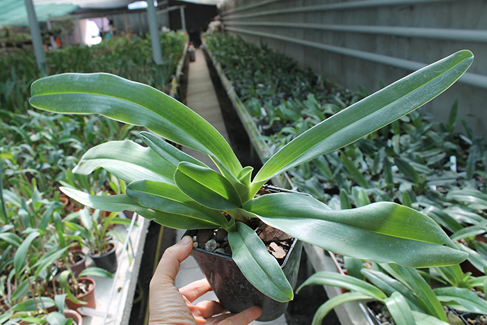 Paphiopedilum In-Charm Lady (Lady Isabel 'In-Charm' x Paphiopedilum moqueateanum 'In-Charm').jpg
