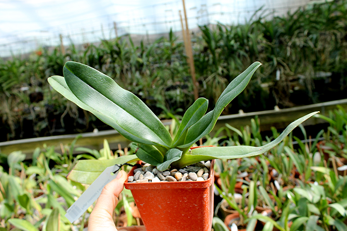 Paphiopedilum concolor x emersonii.jpg