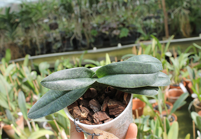 Paphiopedilum hangianum x bellatulum.jpg