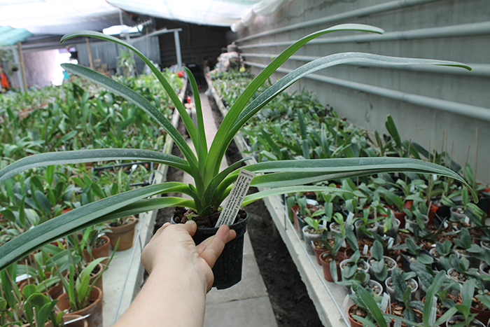 Paphiopedilum Berenice (lowii x philippinense).jpg