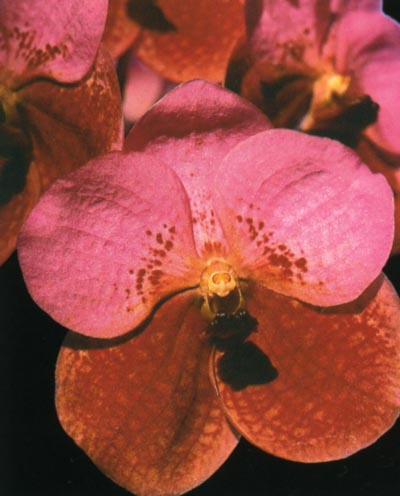Vanda Lenavat.jpg