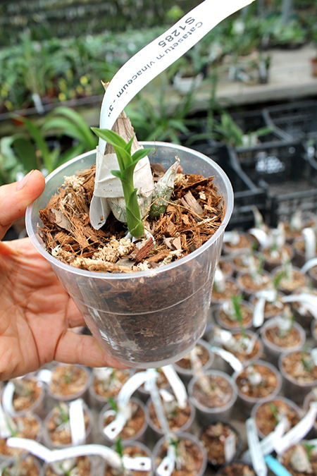 Catasetum vinaceum.jpg