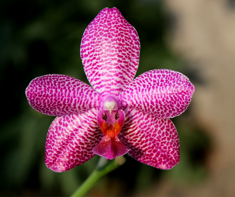 Phalaenopsis (Mituo Sun x Ching Her Buddha) x Mituo Sun.jpg