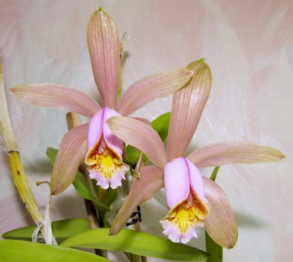 Cattleya forbesii