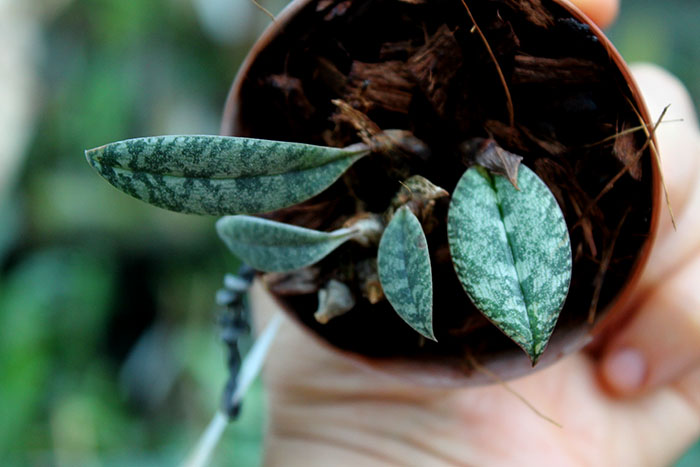 Oeceoclades rauhii.jpg