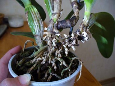 Такими мы были в декабре