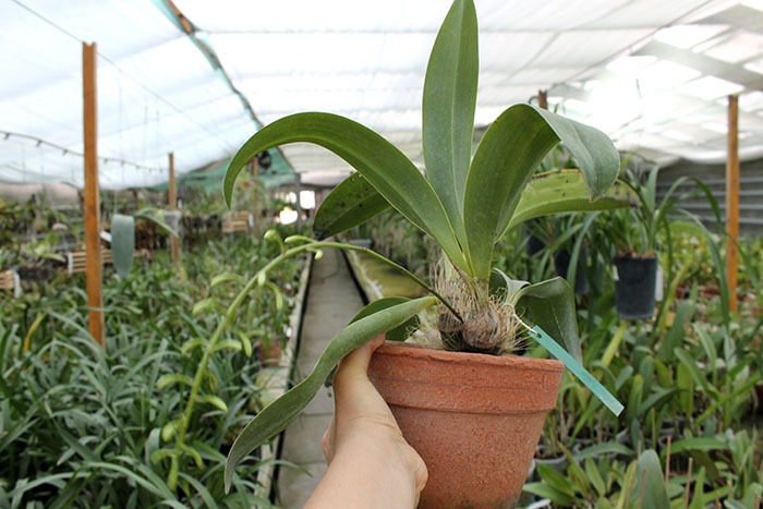 Inobulbum munificum.jpg