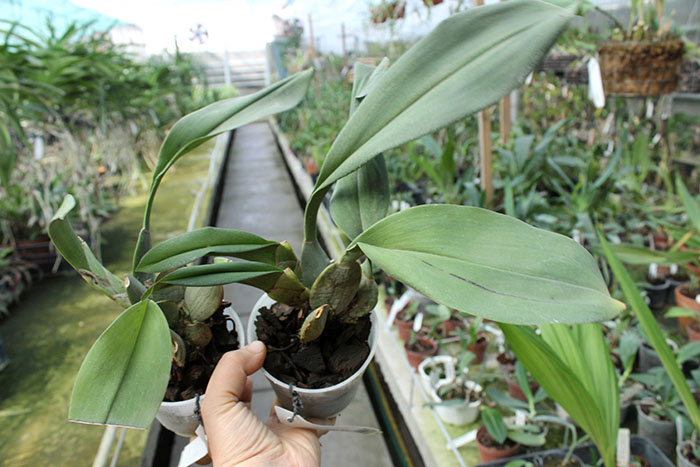 Trichopilia suavis.jpg