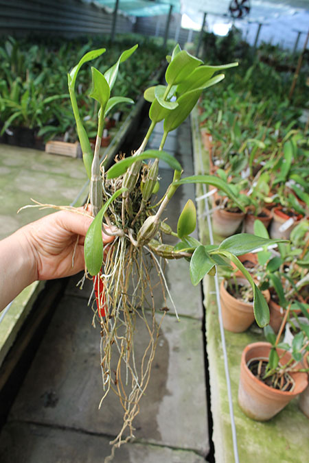 Dendrobium crumenatum.jpg