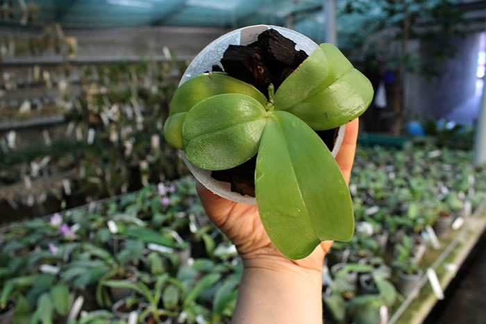 Phalaenopsis violacea 'Blue Indigo'.jpg
