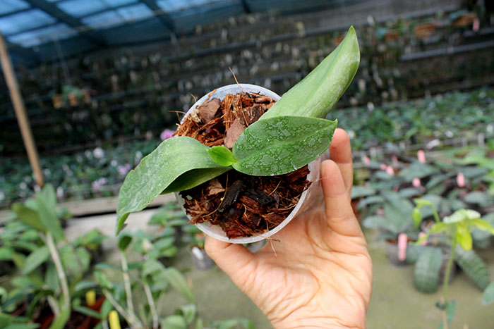 Phalaenopsis tetraspis 'C#1'.jpg