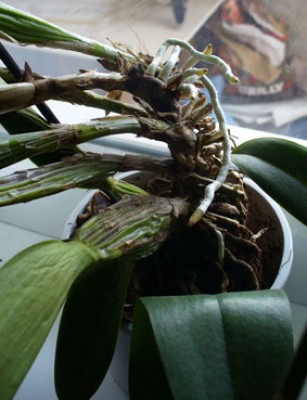 Новые корни