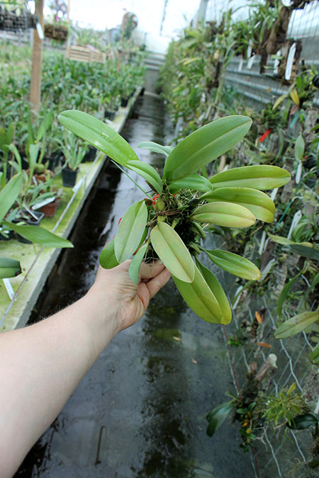 Bulbophyllum lepidum.jpg