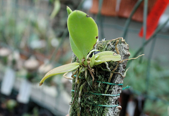 Trichocentrum pulchrum.jpg